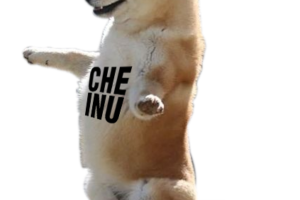 che-inu-standing